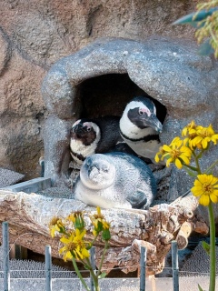 1���̂��Ԏ�����2